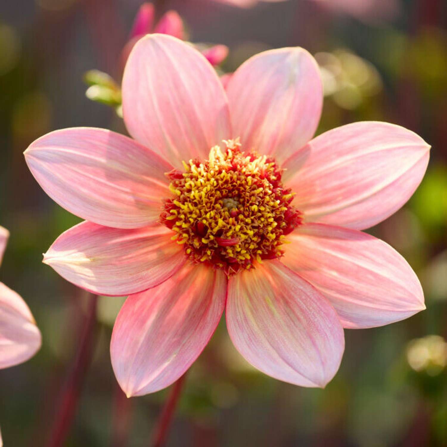 Daalia 'Totally Tangerine'